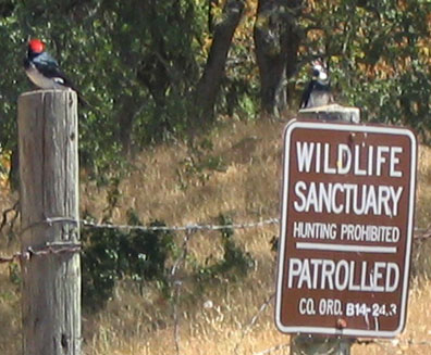 Acorn Woodpeckers